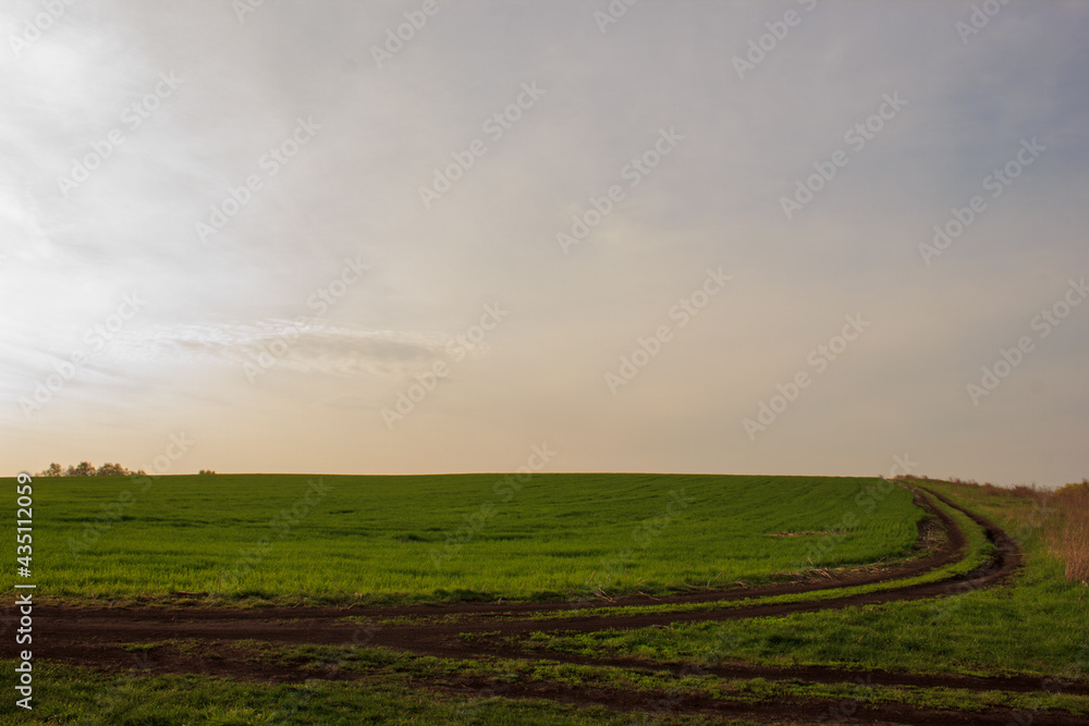 panoramic landscape with road by the field of young new sprouts of sprouted wheat at sunrise in the spring, Ukraine