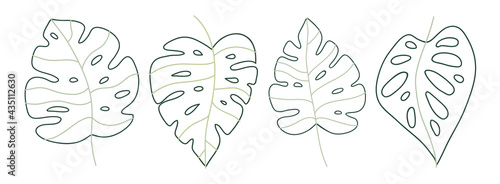 Set of delicate monstera leaves in line art style. Elegant hand drawn tropical leaf. Botanical design