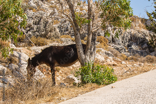 Horse in tree