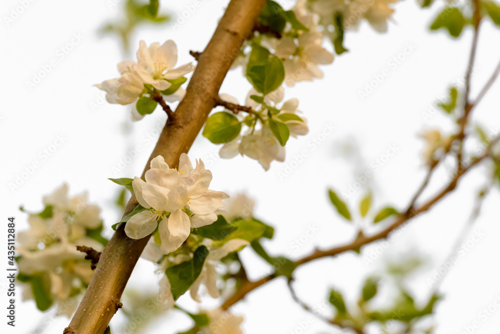 Apple trees are blooming. White apple blossoms. Apple tree branches Apple trees are blooming. White apple blossoms. Apple tree branches