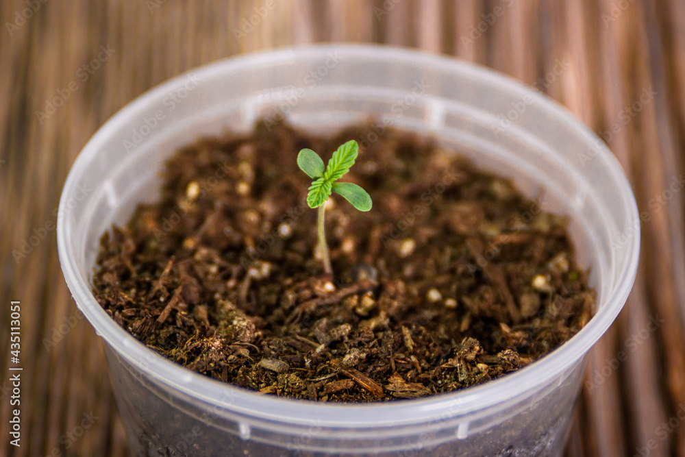 cannabis seedling growing in soil cannabis seedling growing in soil
