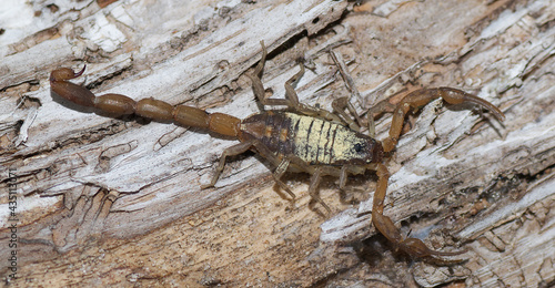 Florida hentz scorpion  Centruroides hentzi  with yellow pine tree pollen on it  stinger up  pinchers ready  non deadly invertebrate  Florida