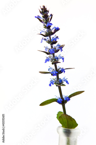 Blue carpet bugle in a vase on white background  a local european spring and summer flower  picked in May on a meadow.