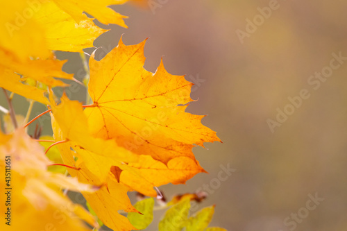 Autumn background with yellow and orange maple leaves on a light blurred background
