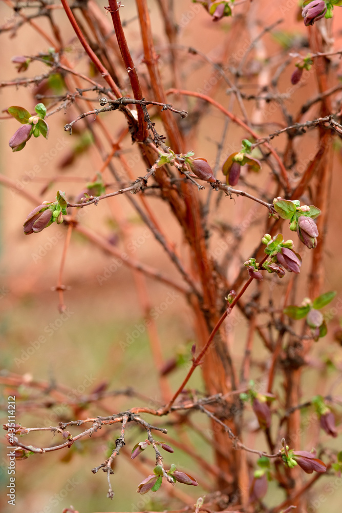 The first green leaves and buds in the garden
The first green leaves and buds in the garden