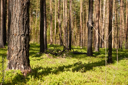 Fototapeta Naklejka Na Ścianę i Meble -  leśna wiosenna ścieżka