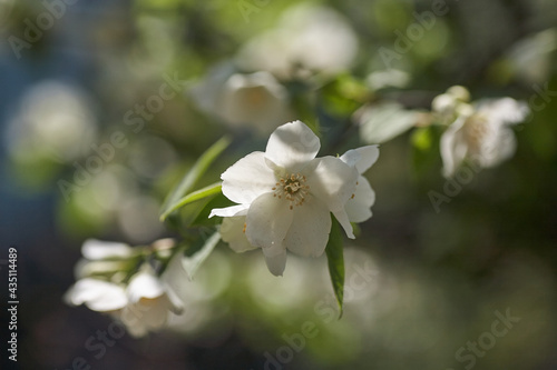 Jasmine Flowers Blossom In Warm Summer Light