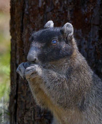 Sherman's fox squirrel (Sciurus niger shermani) eating food in front of long leaf pine tree, close up, sharp eyeball, fur detail, grey small ears sticking up photo