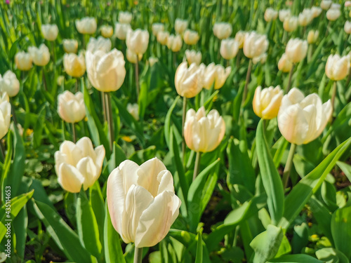 White and yellow tulips. The festival of tulips on Elagin Island in St. Petersburg.