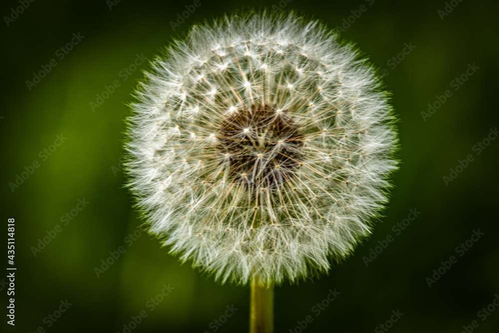 A Dandelion blossom gone to seed. A Dandelion blossom gone to seed.