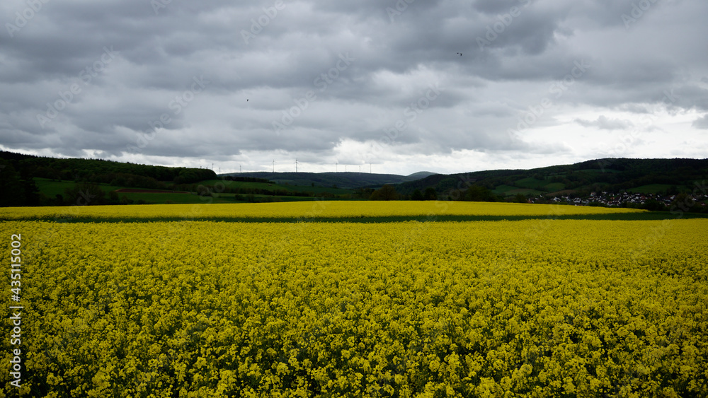 Gelbe Blühten auf einem Rapsfeld in der hessischen Landschaft bei Bad Hersfeld im Frühling mit Regen Gelbe Blühten auf einem Rapsfeld in der hessischen Landschaft bei Bad Hersfeld im Frühling mit Regen