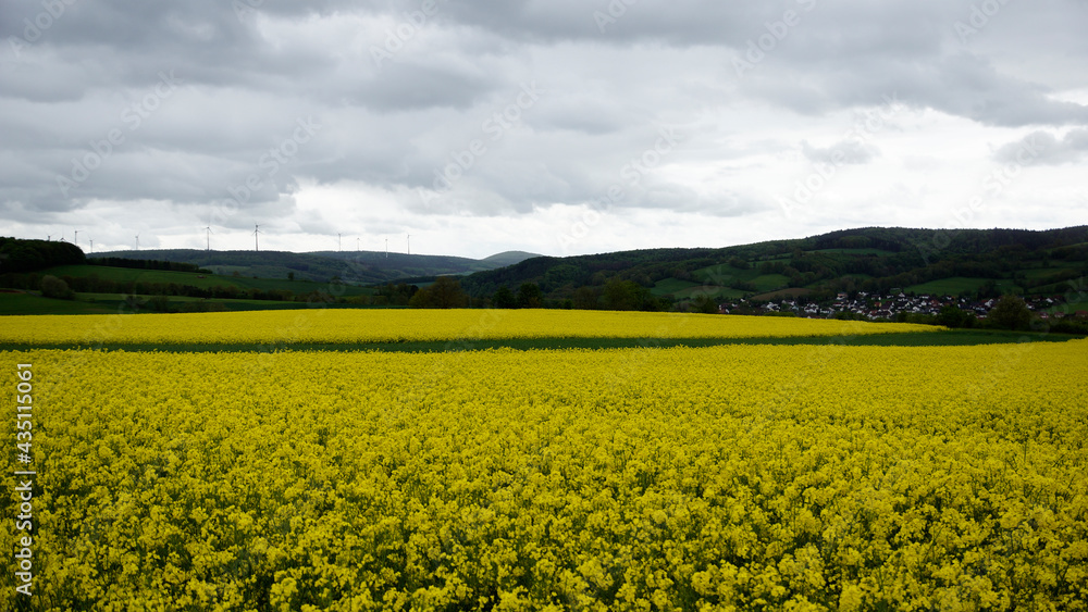 Gelbe Blühten auf einem Rapsfeld in der hessischen Landschaft bei Bad Hersfeld im Frühling mit Regen