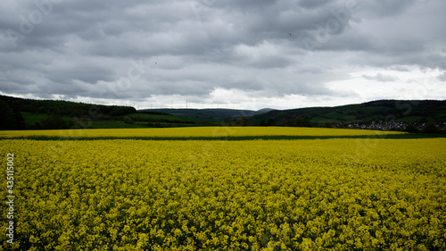Fototapeta Naklejka Na Ścianę i Meble -  Gelbe Blühten auf einem Rapsfeld in der hessischen Landschaft bei Bad Hersfeld im Frühling mit Regen