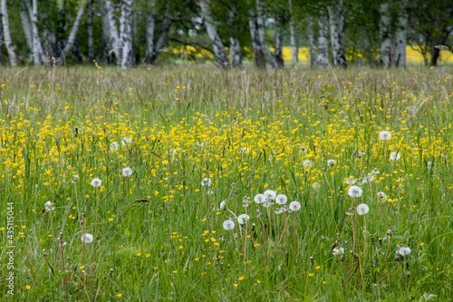 A field of Dandelions and Buttercups