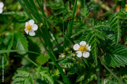 beautiful white   flowers  in spring garden on sunny day photo