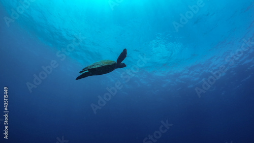 Green sea turtle ascended to the surface to breathe  starting from very deep sea bottom  murky dark blue water. Picture taken during Scuba dive in tropical water