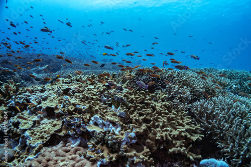 Fototapeta Naklejka Na Ścianę i Meble -  Beautiful panorama view over tropical reef in Indonesia populated by many different coral types, both soft and hard. A lot of small fishes. Picture taken during Scuba dive in tropical waters of Bali