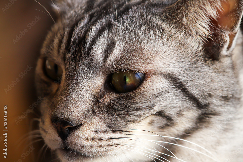 サバトラ猫の顔のアップ サバトラ猫の顔のアップ