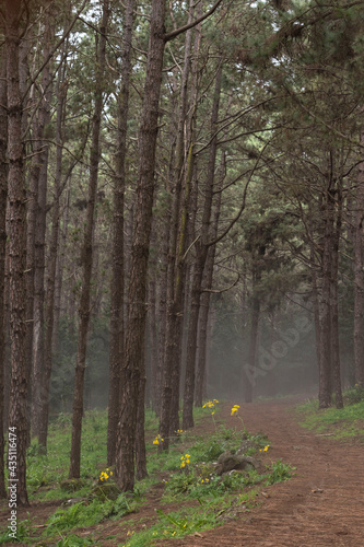 Bosque con niebla