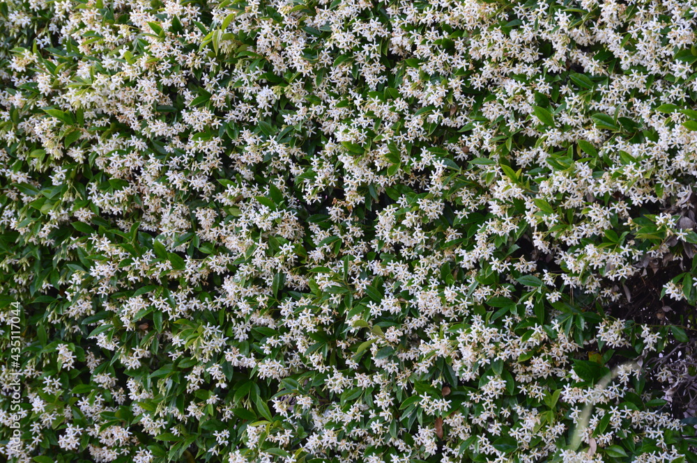 Fondo floral de florecillas blancas