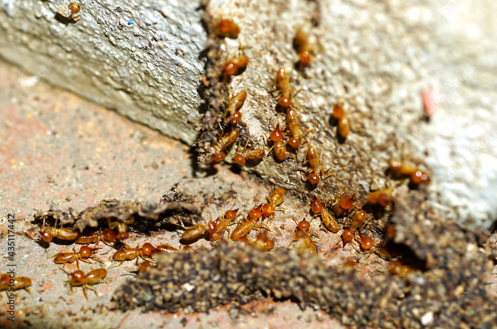 Group of the small termite, Termites are social creatures that damage people's wooden houses because they eat wood,