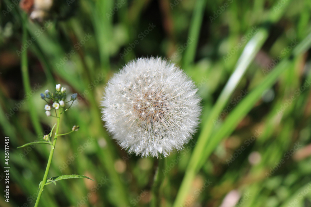 fluffy faded dandelion on a green background fluffy faded dandelion on a green background