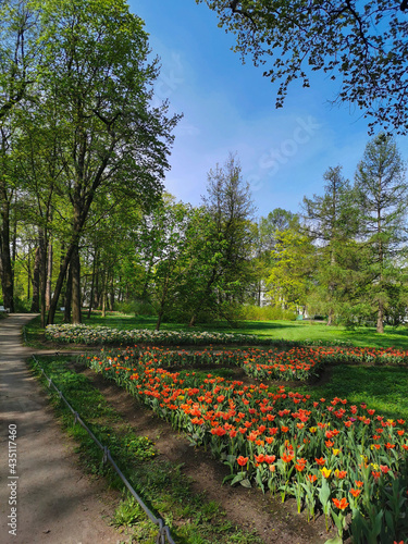 A large flowerbed with red tulips along the path on a sunny spring day among the trees. The festival of tulips on Elagin Island in St. Petersburg.
