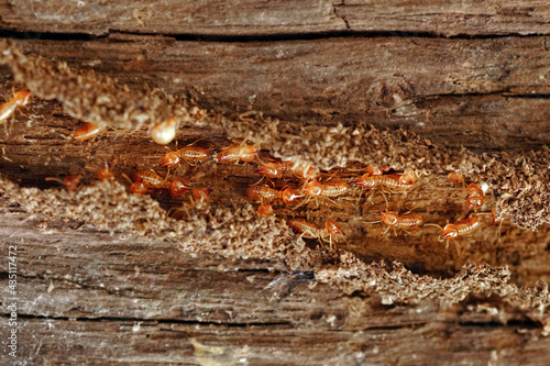 Termite Workers,  Small termites, Termites workers repairing a tunnel. Selective focus. © surasak
