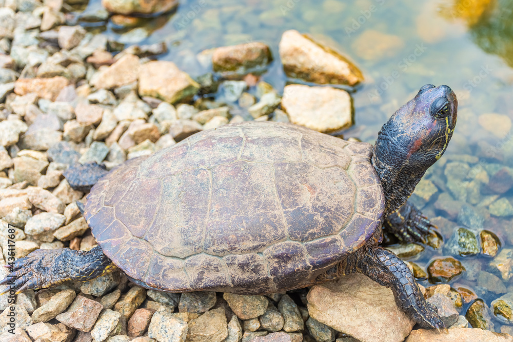 Fototapeta premium Chrysemys Picta, or painted turtle, in Singapore Botanic Gardens