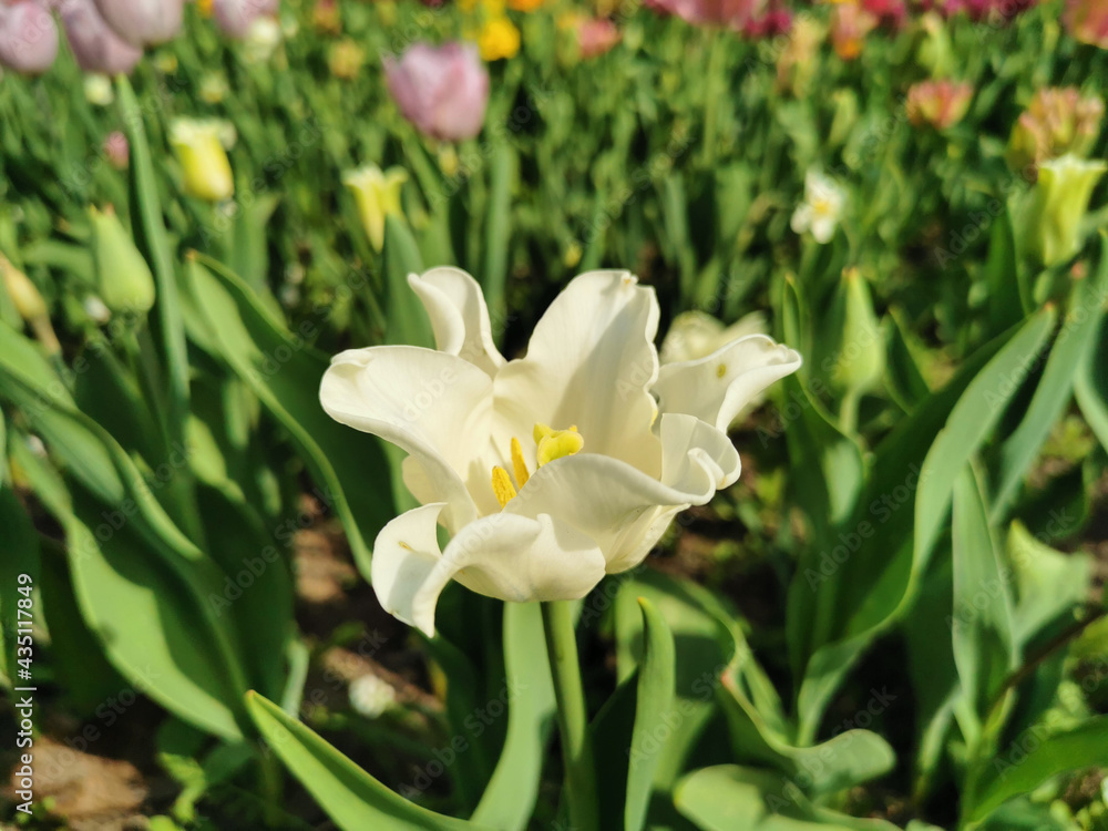 White tulip in a flower bed on a sunny spring day. The festival of tulips on Elagin Island in St. Petersburg. White tulip in a flower bed on a sunny spring day. The festival of tulips on Elagin Island in St. Petersburg.