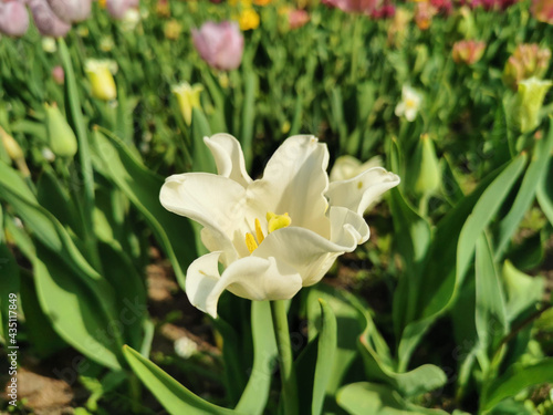 White tulip in a flower bed on a sunny spring day. The festival of tulips on Elagin Island in St. Petersburg.