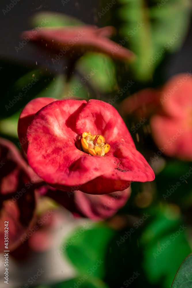 Selective focus of a beautiful flower Selective focus of a beautiful flower