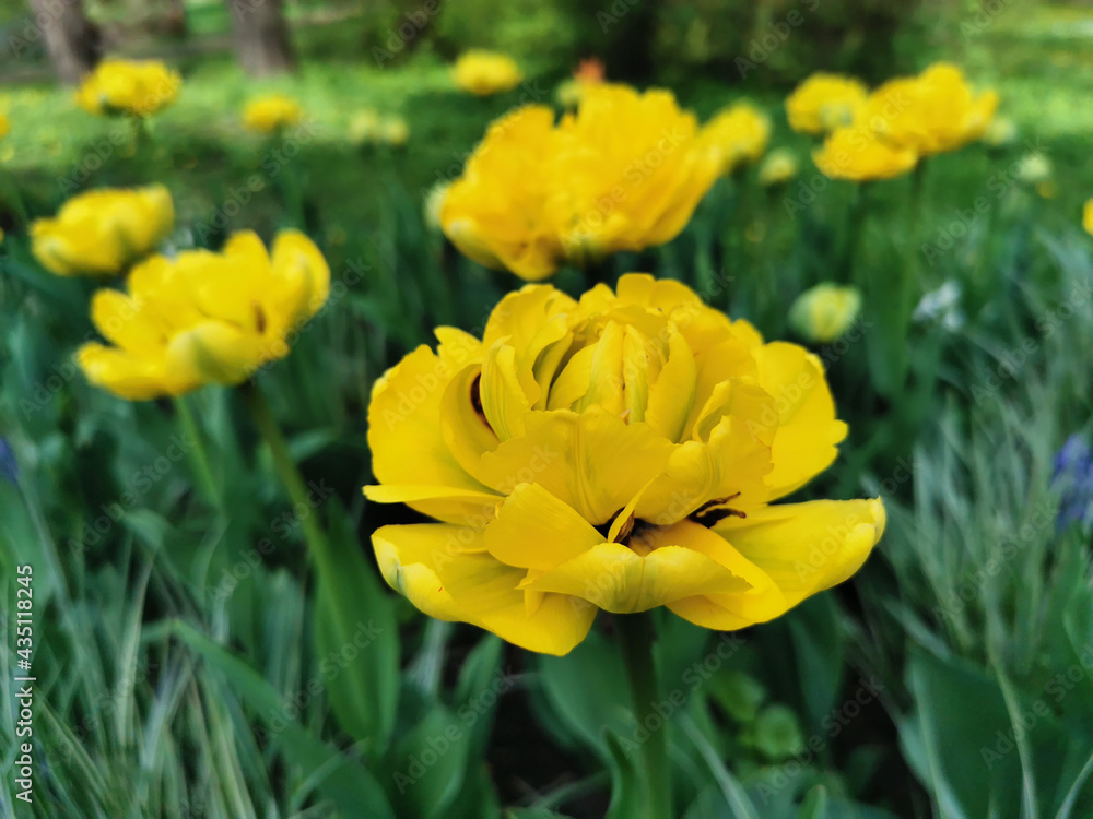 Yellow terry multi-petalled tulip. The festival of tulips on Elagin Island in St. Petersburg. Yellow terry multi-petalled tulip. The festival of tulips on Elagin Island in St. Petersburg.