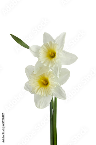 Beautiful narcissus flowers isolated on white background, inclusive clipping path.