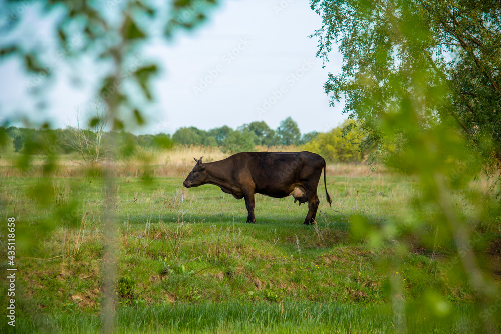The cash cow hid in the shade of a tree from the hot midday sun. The cash cow hid in the shade of a tree from the hot midday sun.