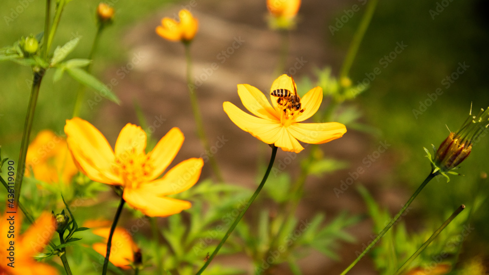 Fototapeta premium bee on a flower