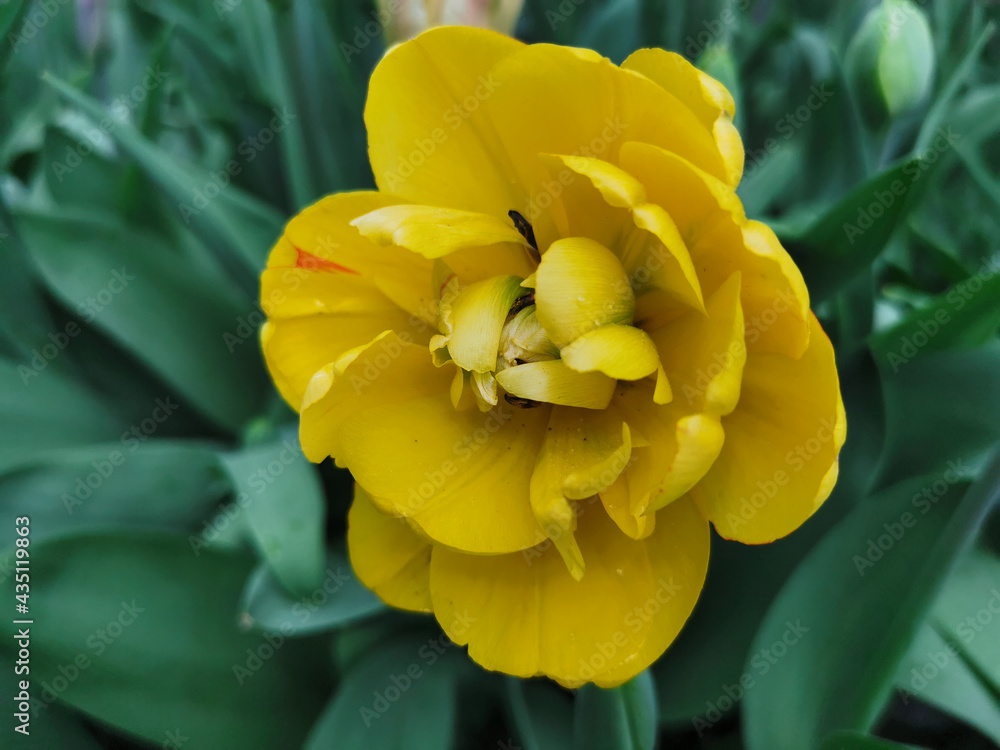 Obraz premium Yellow terry peony-shaped tulip. Top view. The festival of tulips on Elagin Island in St. Petersburg.