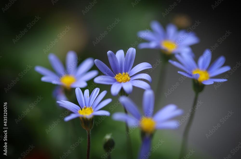 Blue flowers in a garden Blue flowers in a garden