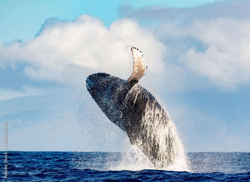 Humpback Whale Breaching in Maui, Hawaii Stock Photo | Adobe Stock