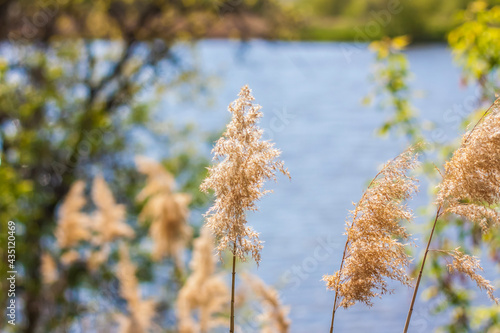 Pampas grass on the lake, reeds, cane seeds. The reeds on the lake sway in the wind against the blue sky and water. Abstract natural background. Beautiful pattern with bright colors