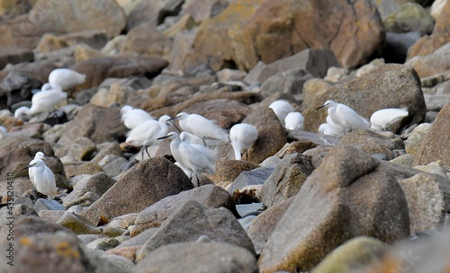 white egrets on the rocks at seaside