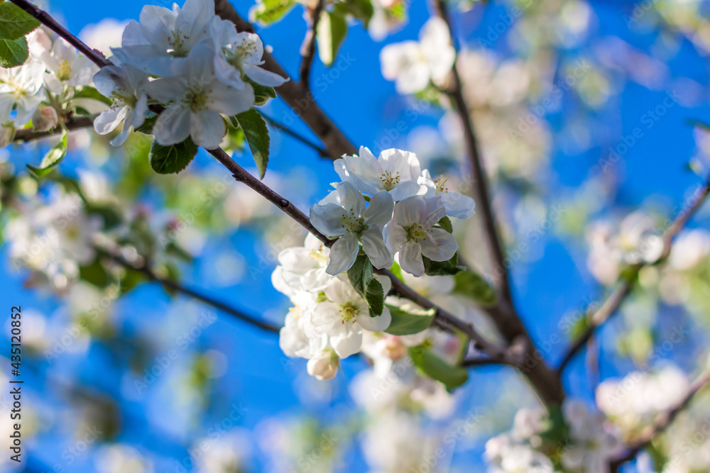 Apple trees in bloom on a bright sunny day, against a bright blue sky. Natural floral seasonal background.Beautiful blooming apple orchard, spring day