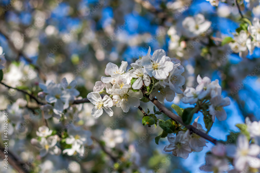Apple trees in bloom on a bright sunny day, against a bright blue sky. Natural floral seasonal background.Beautiful blooming apple orchard, spring day