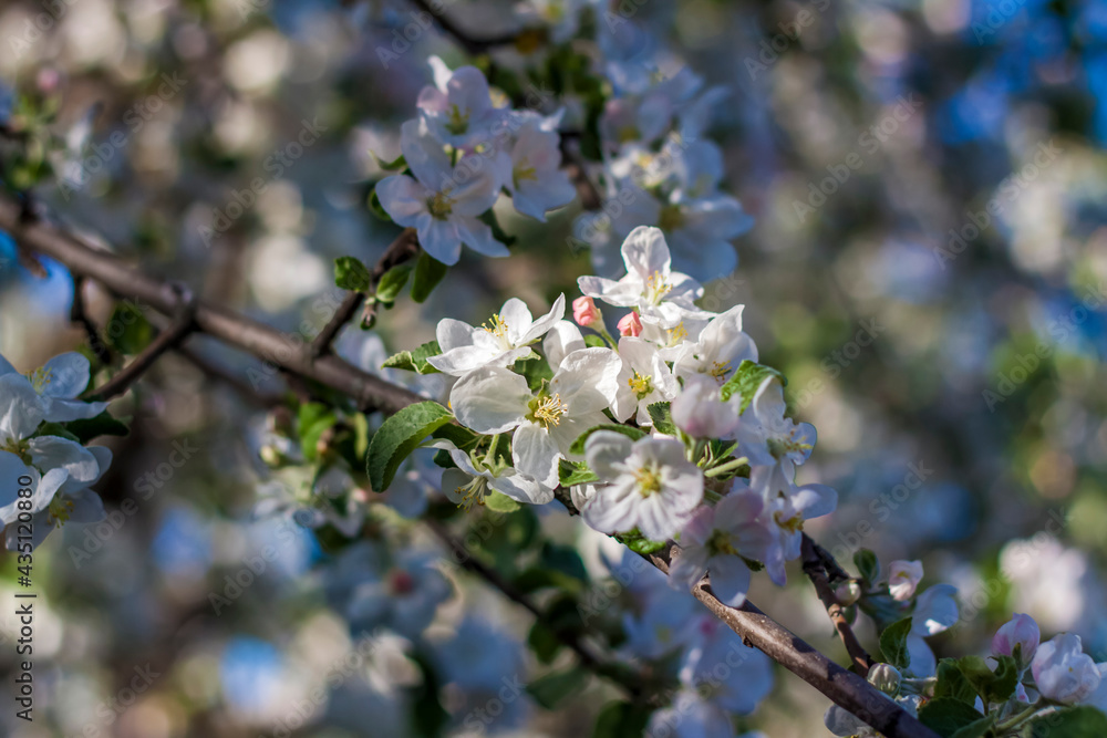 Apple trees in bloom on a bright sunny day, against a bright blue sky. Natural floral seasonal background.Beautiful blooming apple orchard, spring day Apple trees in bloom on a bright sunny day, against a bright blue sky. Natural floral seasonal background.Beautiful blooming apple orchard, spring day