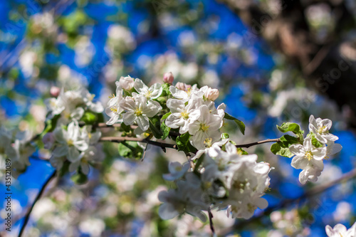 Apple trees in bloom on a bright sunny day, against a bright blue sky. Natural floral seasonal background.Beautiful blooming apple orchard, spring day