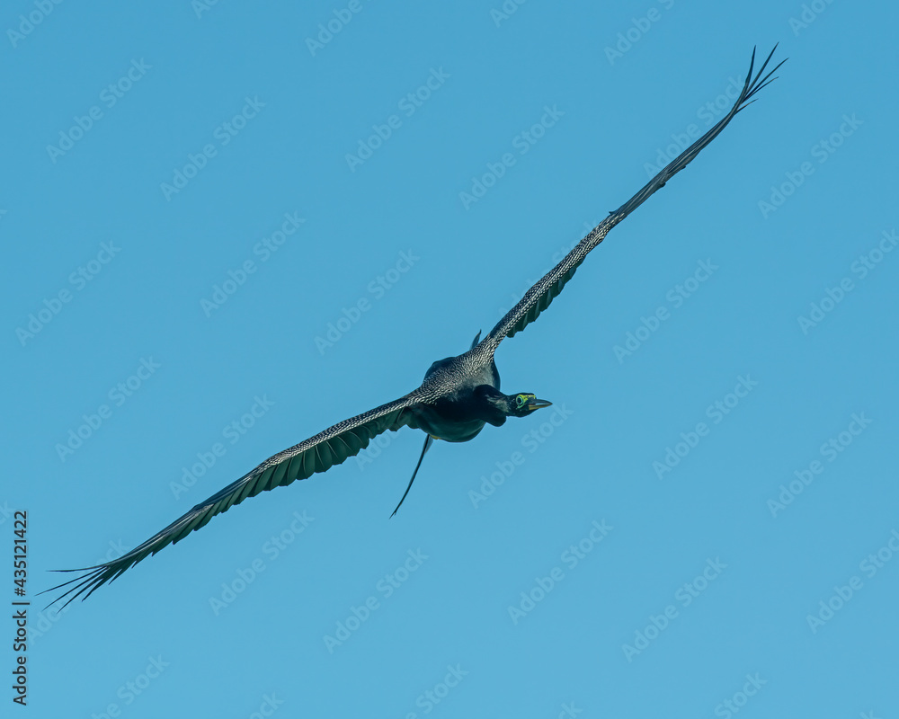 Anhinga in flight