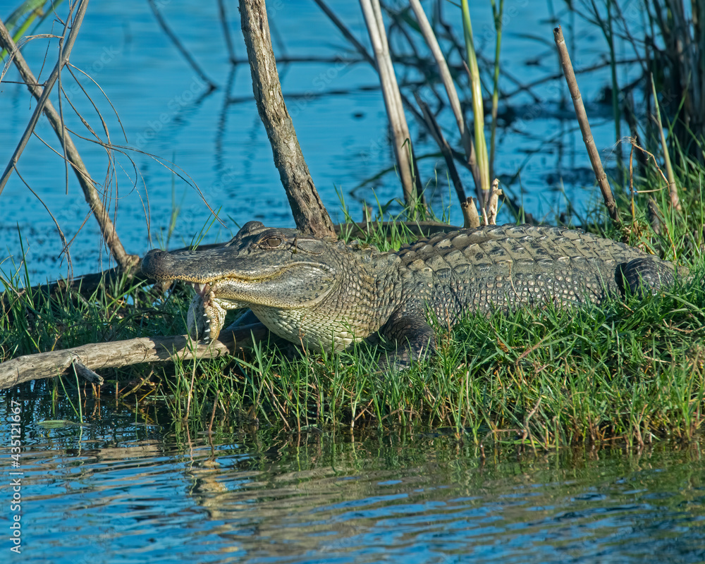 American Alligator with a broken jaw American Alligator with a broken jaw