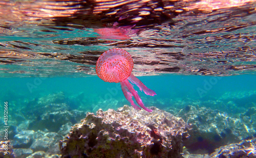 Mauve stinger purple jellyfish - Pelagia noctiluca photo
