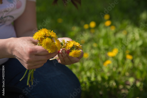 pregnant girl collects yellow flowers for a bouquet