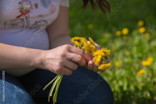 pregnant girl collects yellow flowers